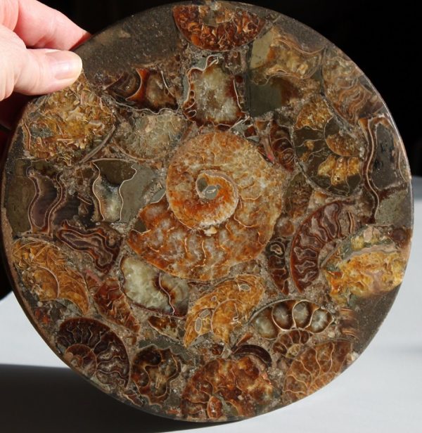 Ammonite fossils in a conglomerate resin plate, ethical source