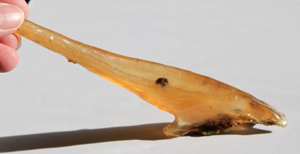 copal near amber ethical source rare length