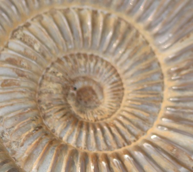 White spined ammonite fossil ethically sourced