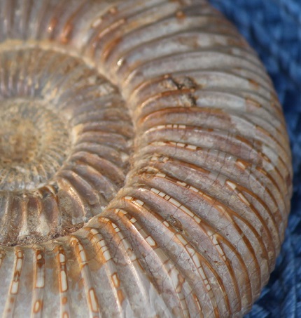 White spined ammonite fossil ethically sourced